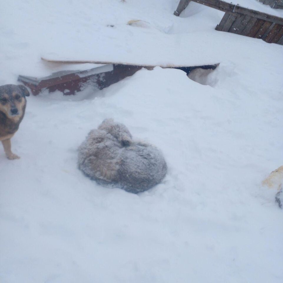     Приют для собак «Сердце странника» / Telegram