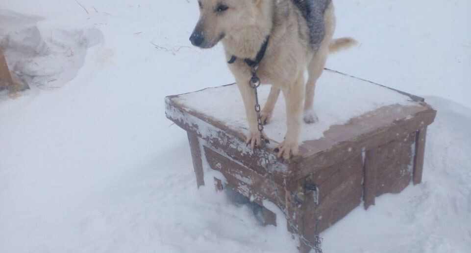    Приют для собак «Сердце странника» / Telegram