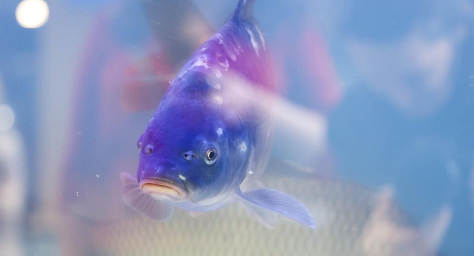    Shatokhina Natalia/news.ru / www.globallookpress.com