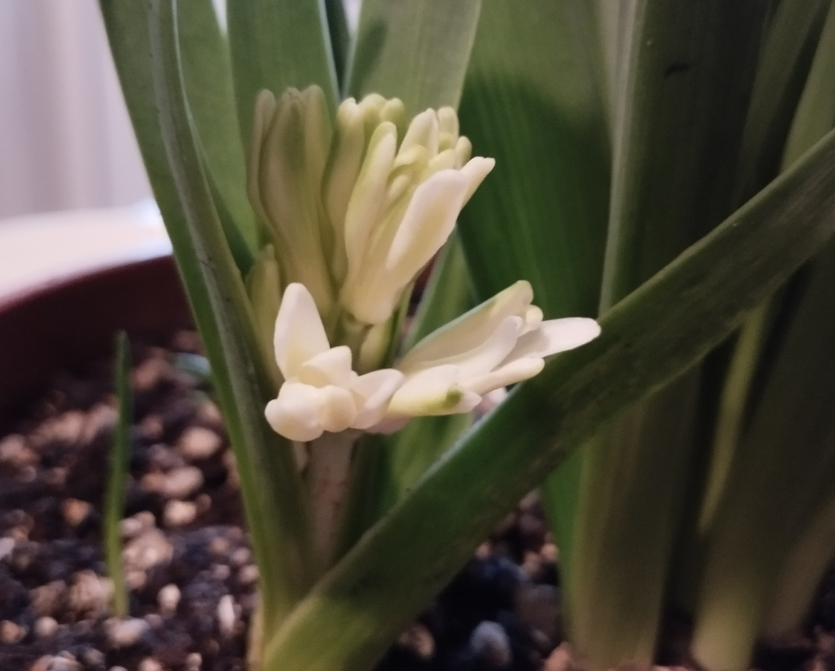 Фото автора статьи: Ворошиловой М. В. 27.02.2026 г. На 32 день после посадки луковиц в горшок. 