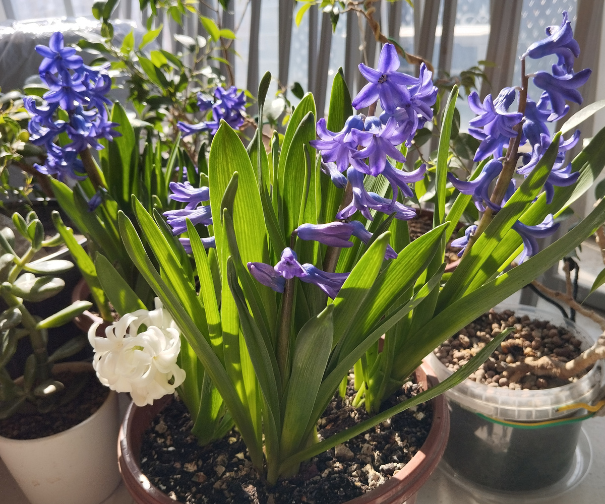 Фото автора статьи: Ворошиловой М. В. 7.03.2026 г.