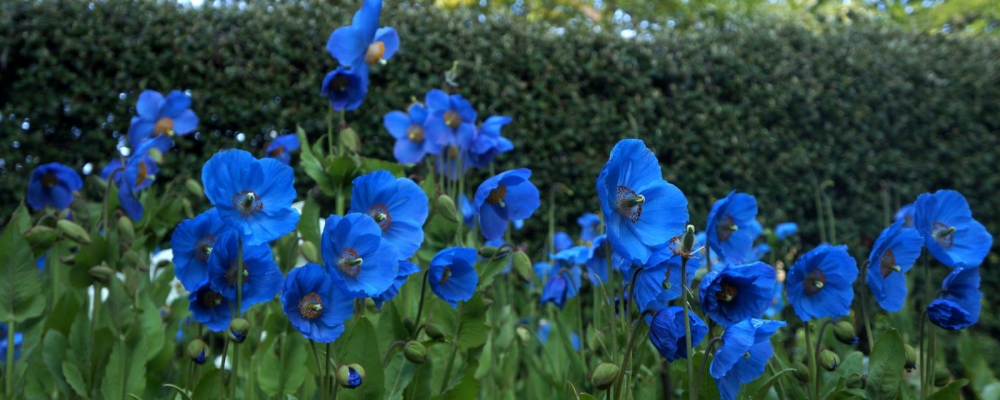 Нет скучным клумбам: 7 редких садовых растений, которые не увидишь у соседа