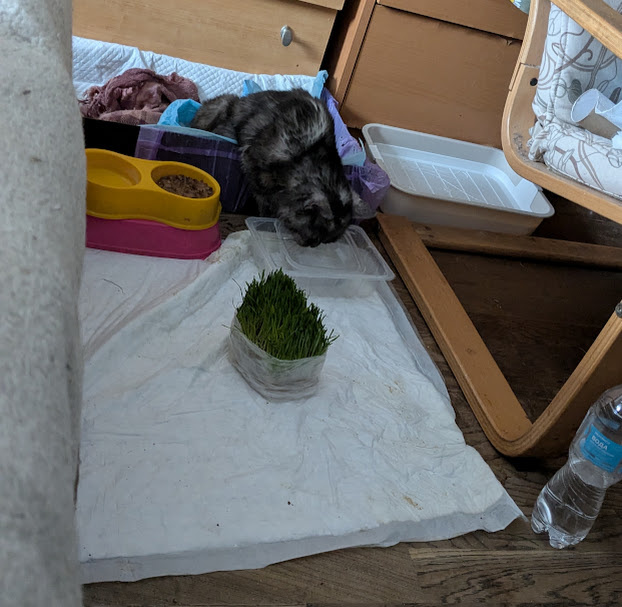 Мася в своем домике. Фото автора