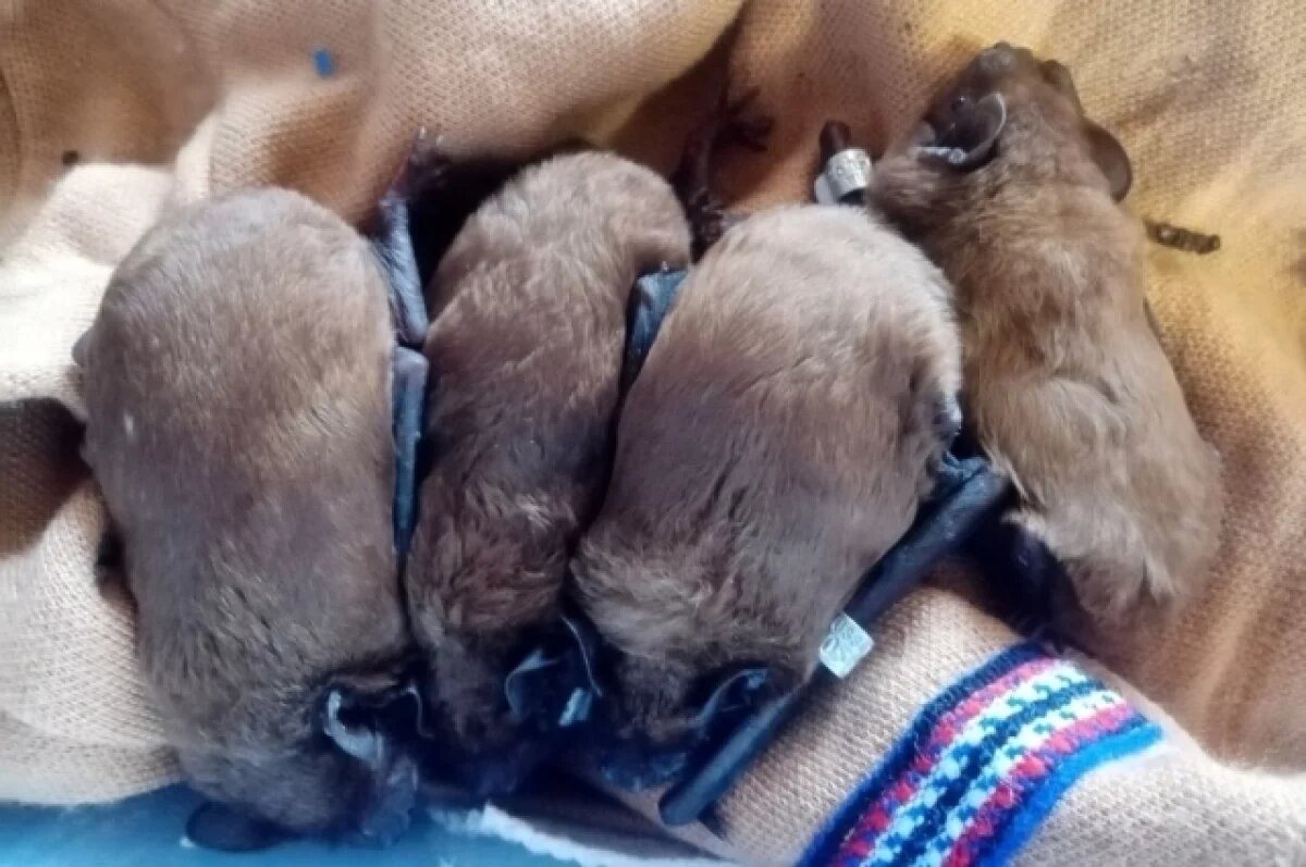    Сыктывкарцы нашли истощённую летучую мышь и отправили отъедаться в Киров