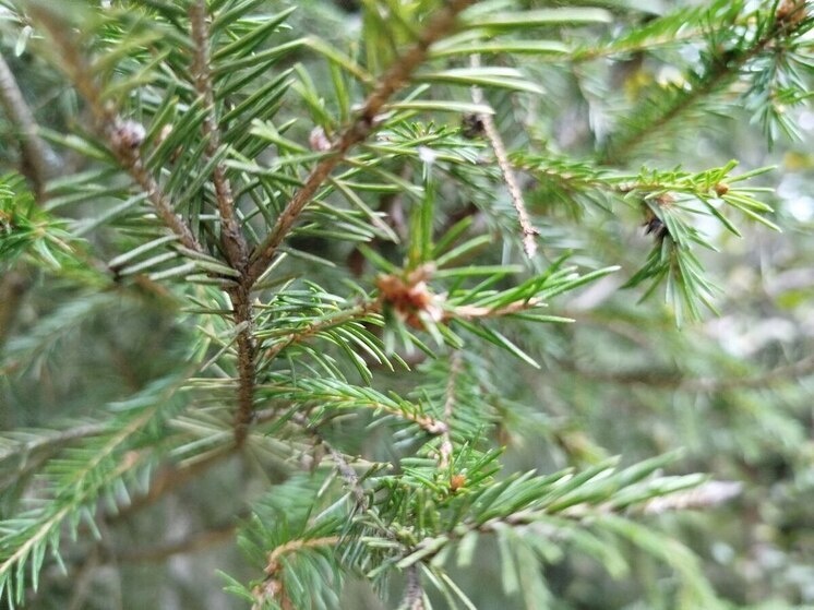     Фото: архив «МК в Калининграде».