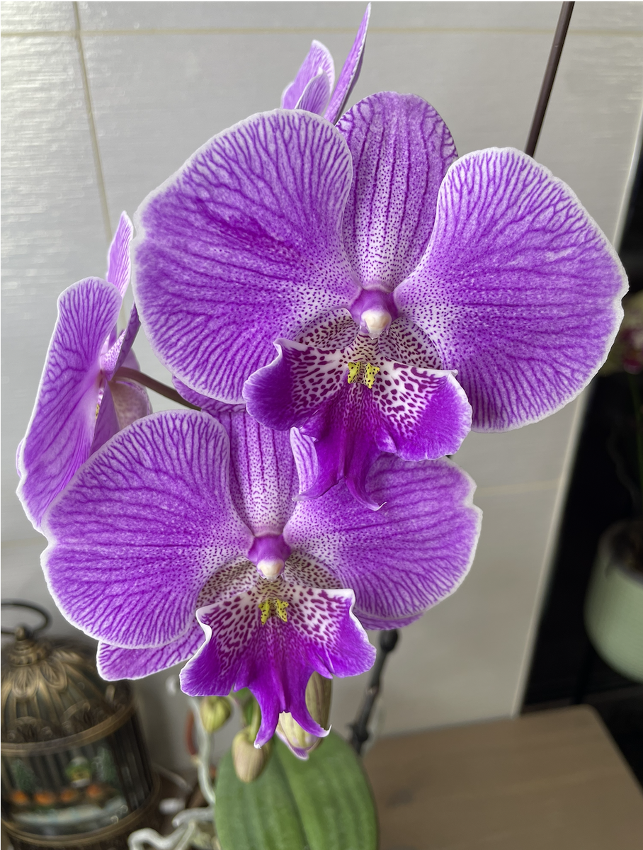 Орхидея Фаленопсис Биг Лип Розовая Принцесса / Phalaenopsis Pink Princess Big Lip. Орхидеи С Еленой Кузнецовой