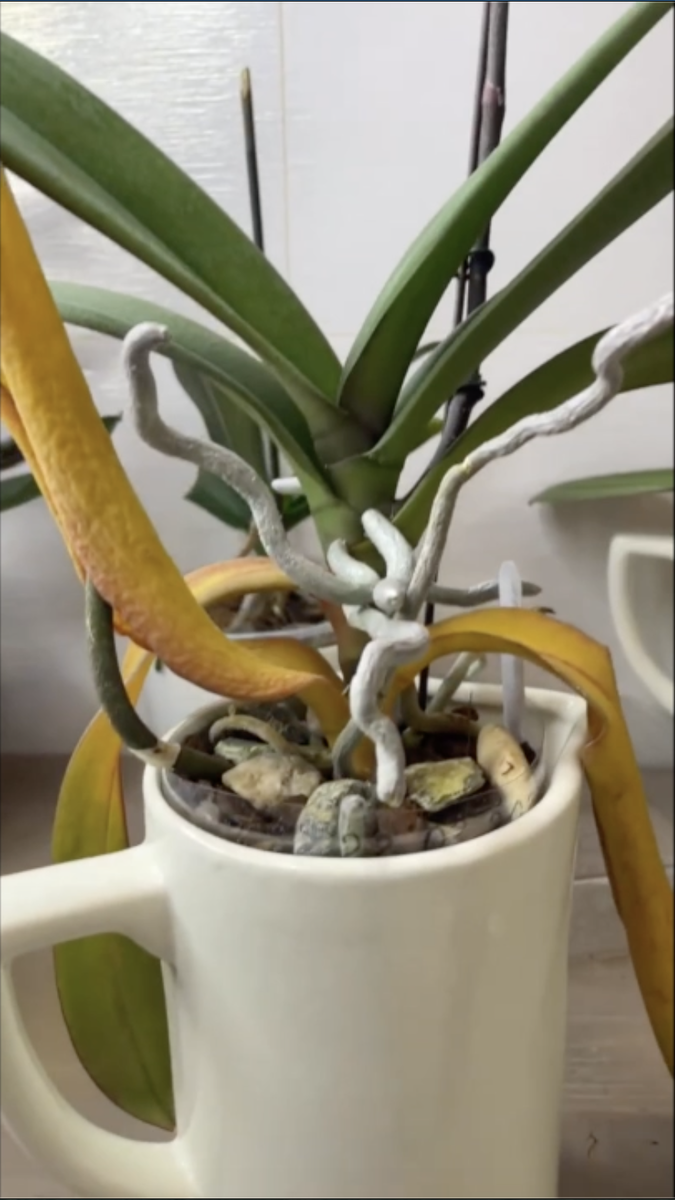 У фаленопсиса Биг Лип Розовая Принцесса начали желтеть от стволика нижние листья. Орхидеи С Еленой Кузнецовой