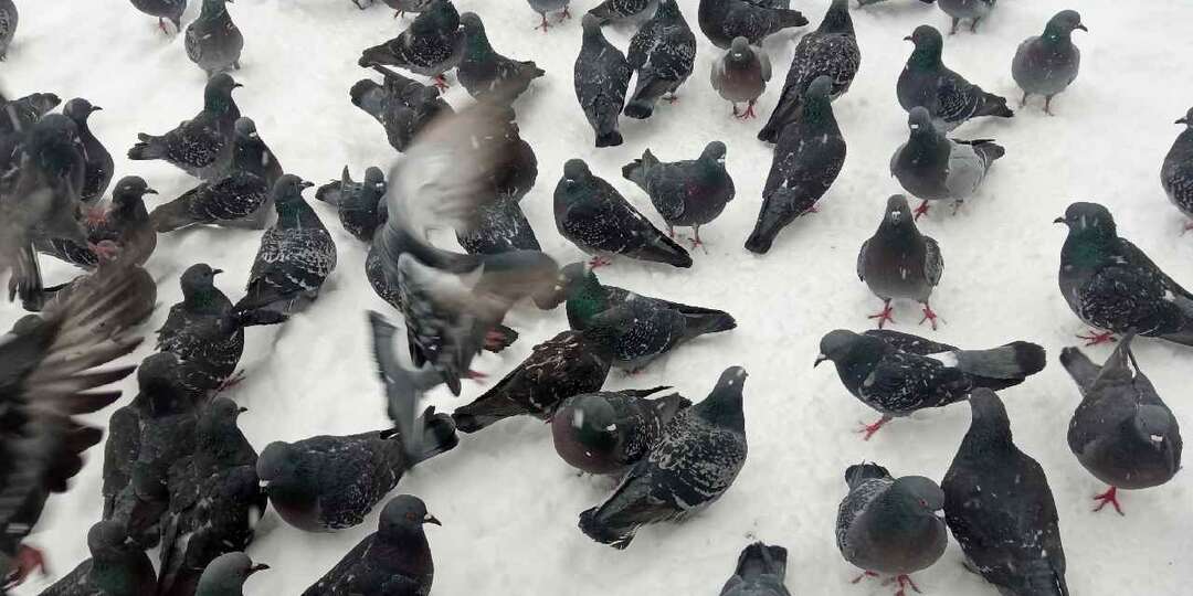Почему надо бежать от городских голубей при встрече. Лично наткнулся и выяснил, чем они опасны