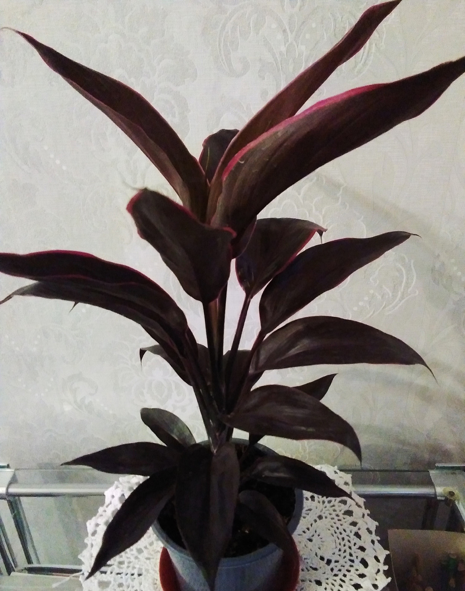 Кордилина. Фото Автора