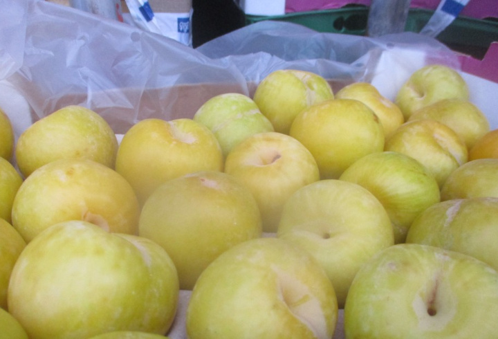 фото: пресс-служба Северо-Западного межрегионального управления Россельхознадзора