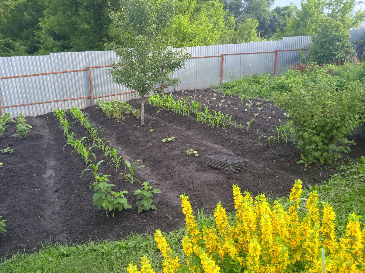 РУША сорта РУССКАЯ КРАСАВИЦА!!!