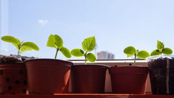 Одна капля — и рассада станет толщиной с палец: рецепт самой дешевой подкормки