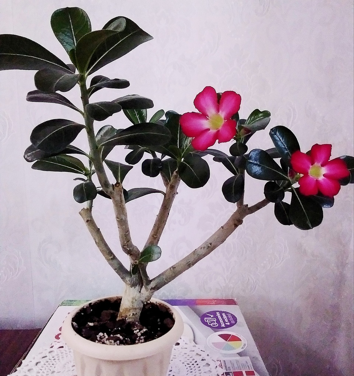 Адениум. Фото Автора