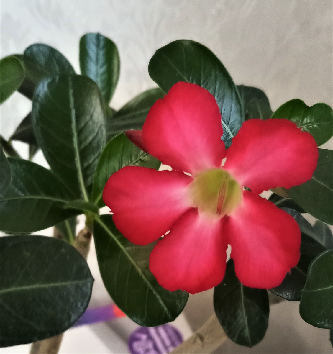 Адениум. Фото автора