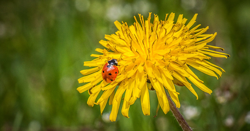 Жёлтый спасатель: как одуванчик стал моим главным оружием против тли и для силы растений