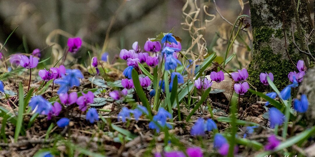Весна в Грузии начинается в феврале - время обновления, традиции и цветущие сады