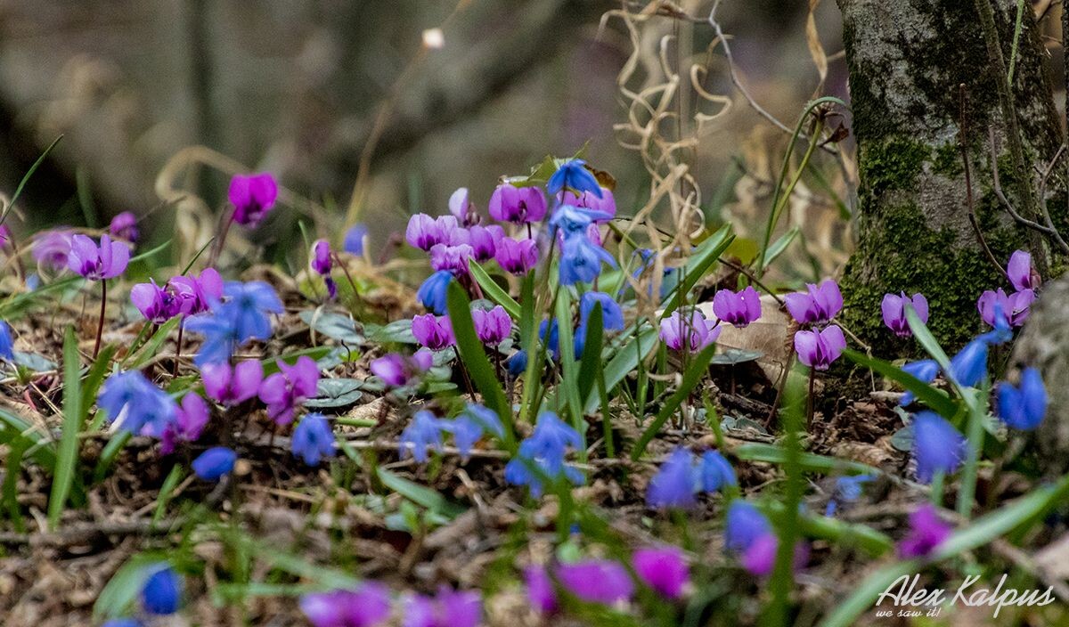Фиалка кавказская (цикламена) в лесу у Тбилиси. Февраль.