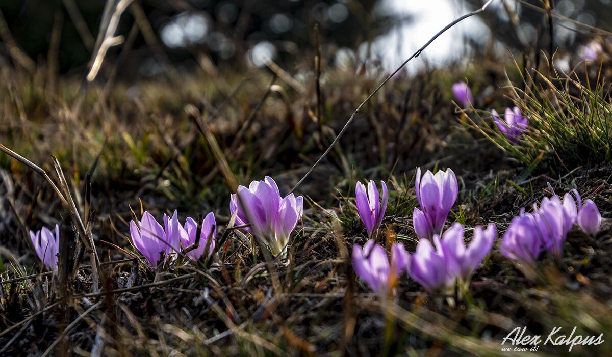Весенние крокусы на опушке леса в районе Тбилиси