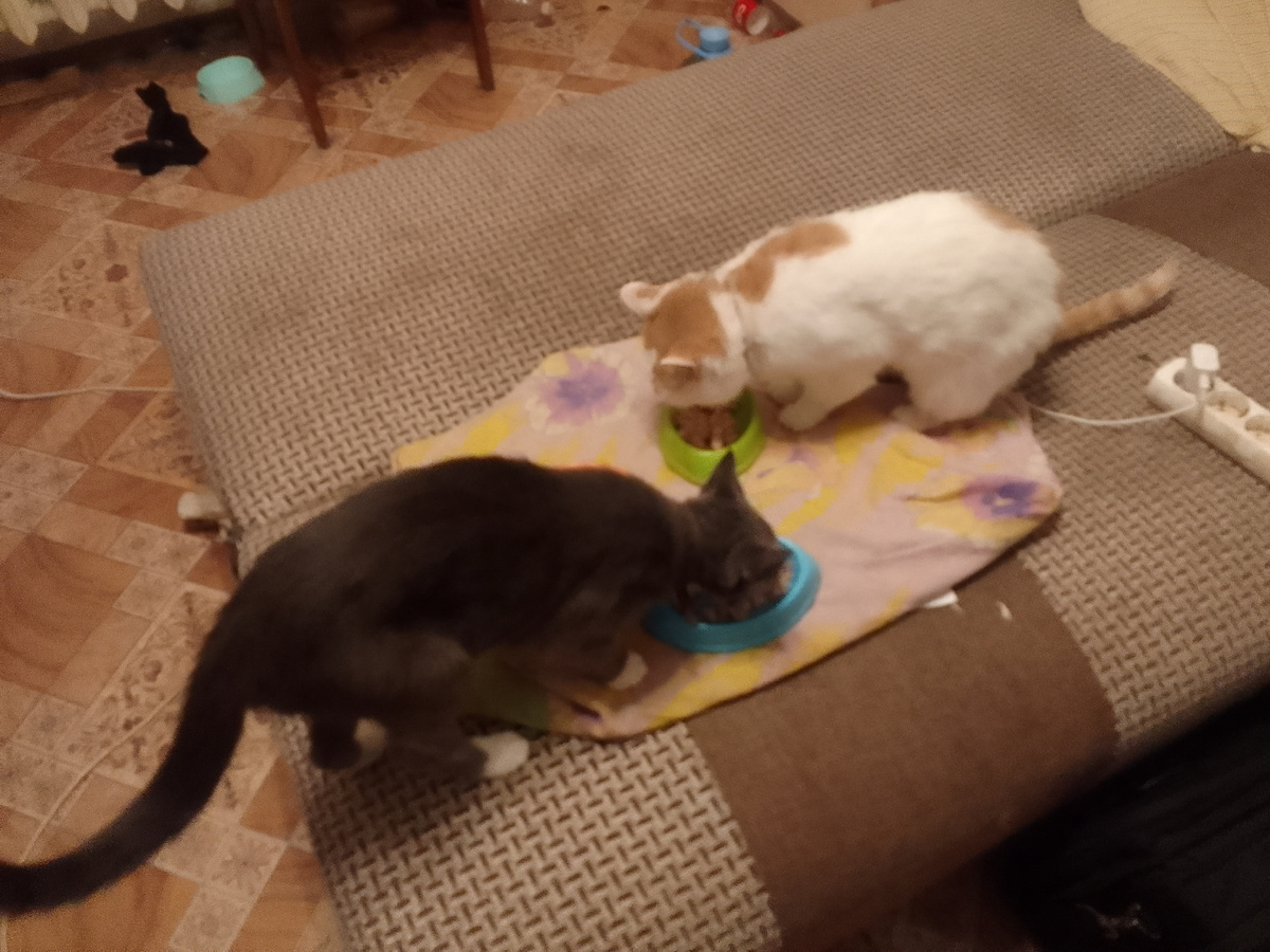 Юрка и Мышуля 