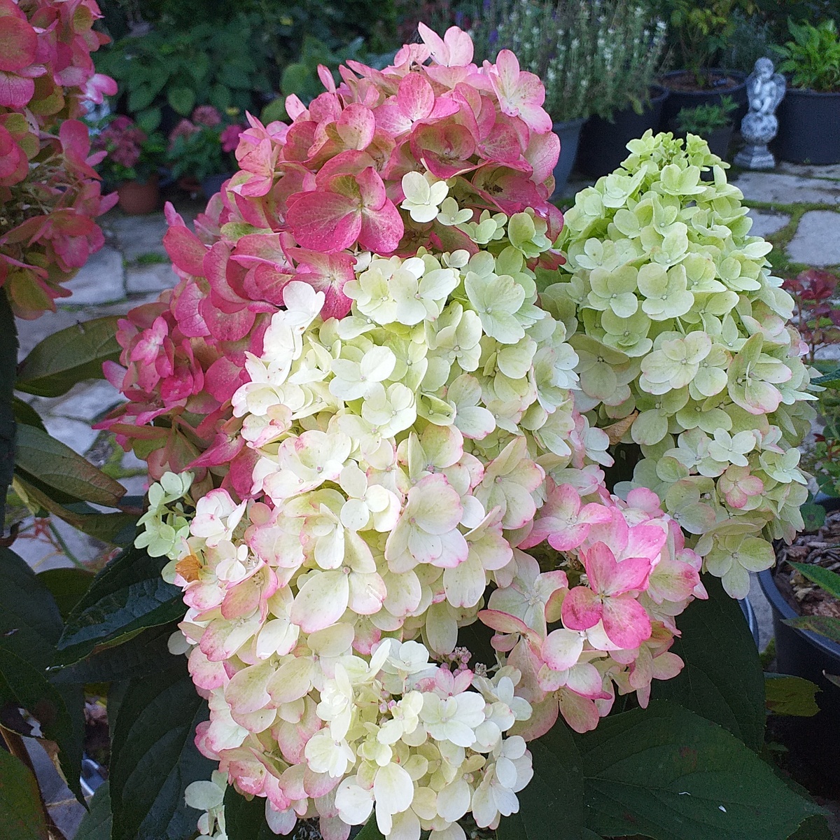 фото автора, метельчатая гортензия Бонфайр