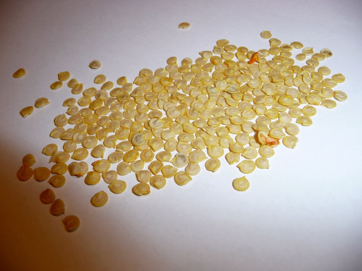 семена перца