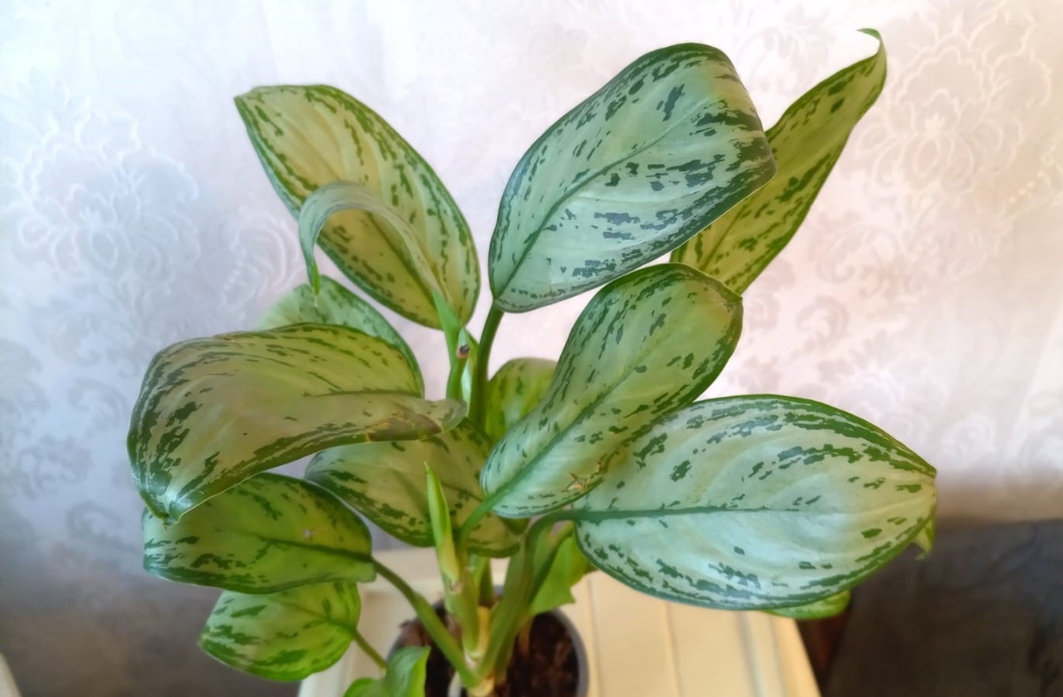 Аглаонема. Фото Автора