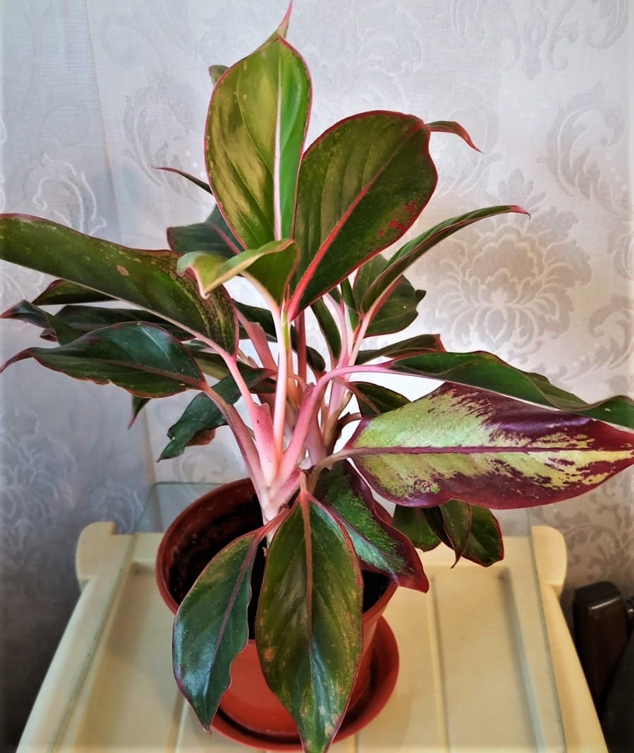 Аглаонема. Фото Автора