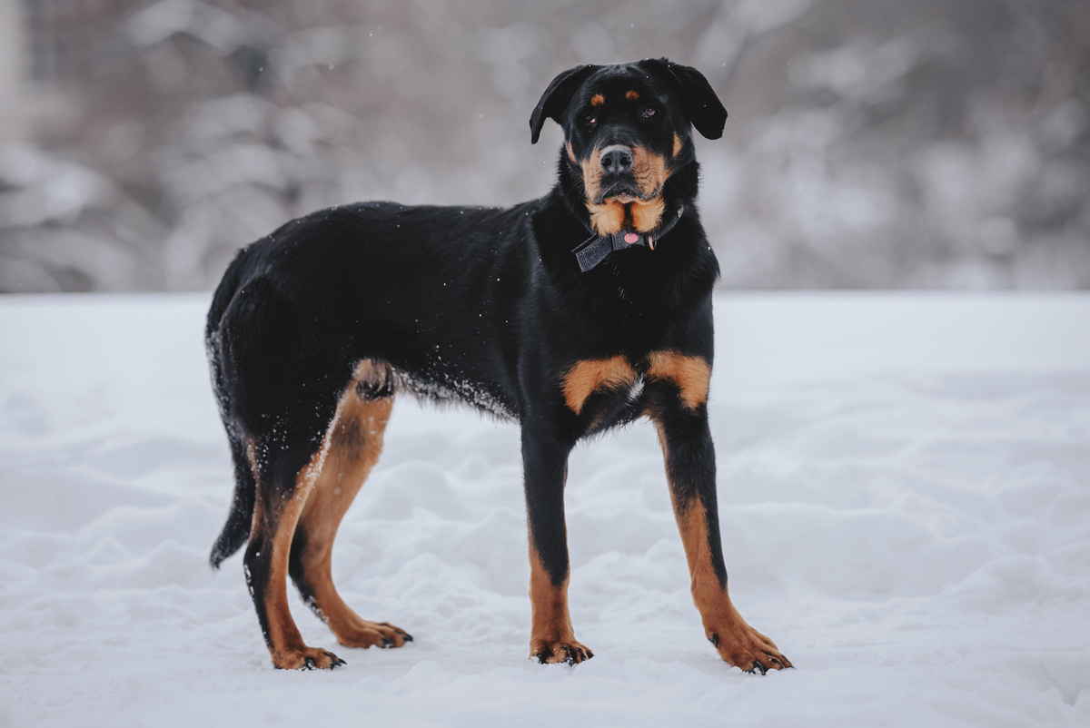 Анкор на прогулке