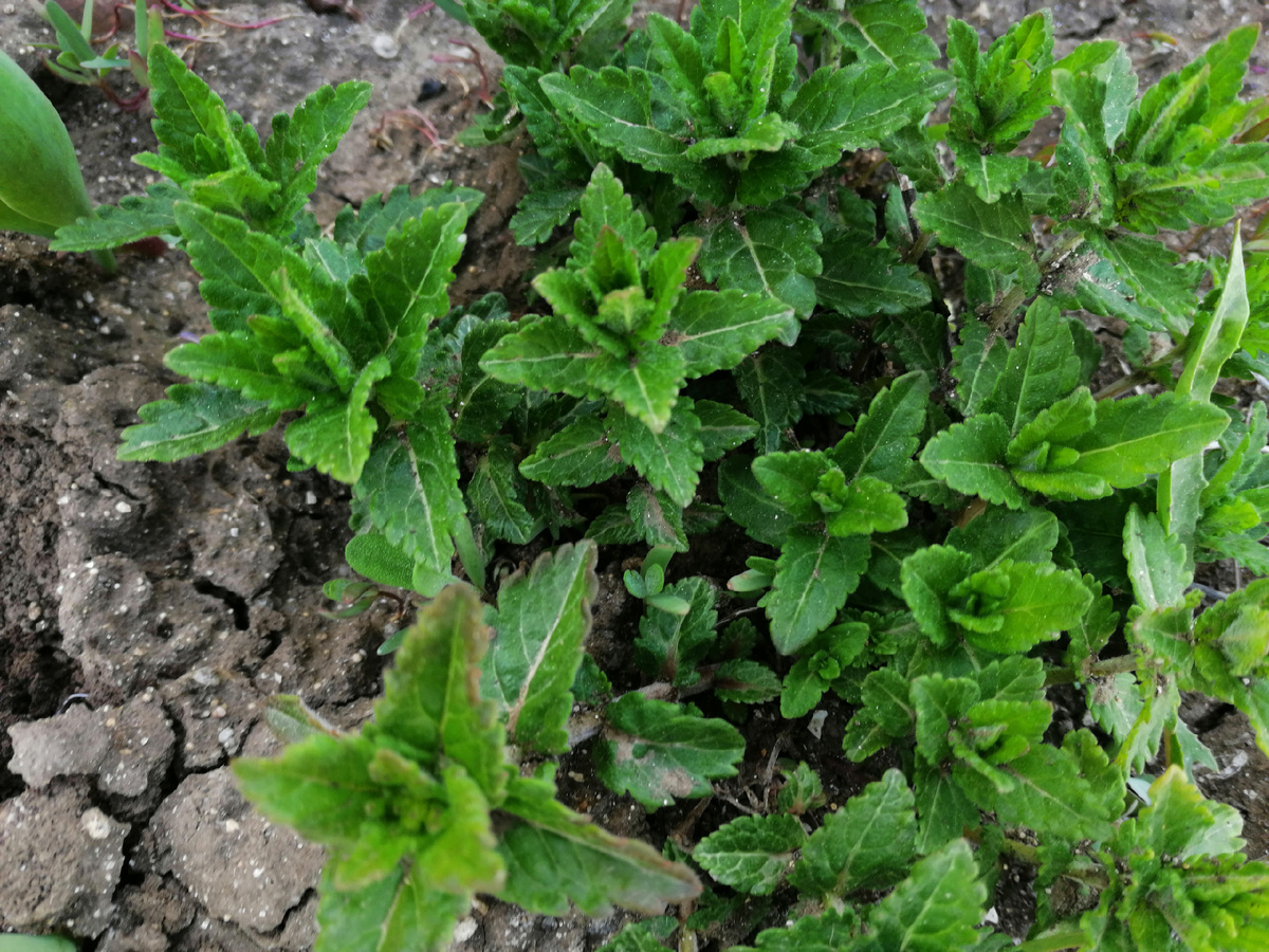 рандомное фото из моего альбома