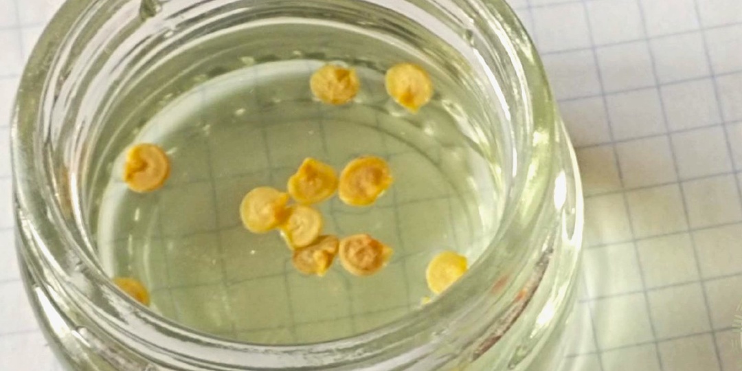 Замачивать или не замачивать семена перца: почему этот совет спасет ваш урожай