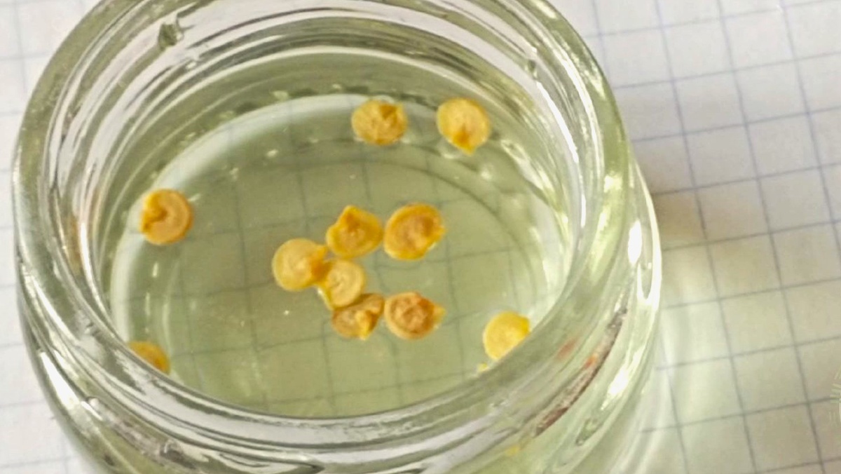 замачивание семян перца