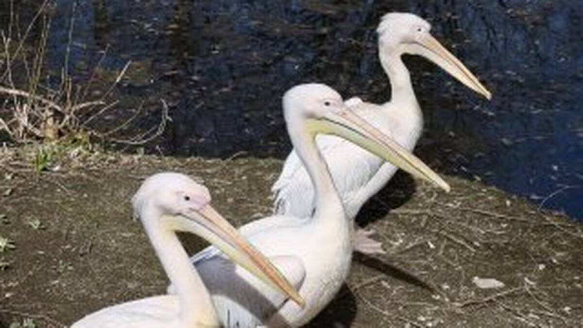    Фото: пресс-служба Московского зоопарка