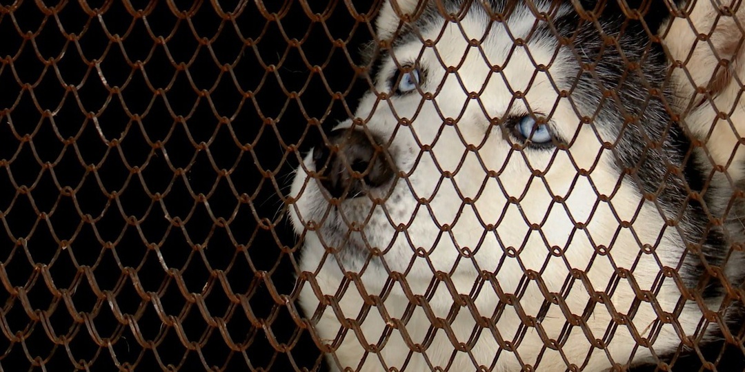 Помощь по цене кофе: как поддержать приюты Братска без больших затрат