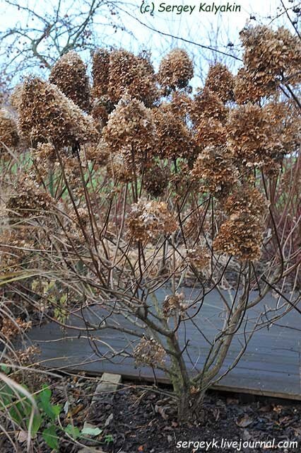 Гортензия метельчатая Limelight