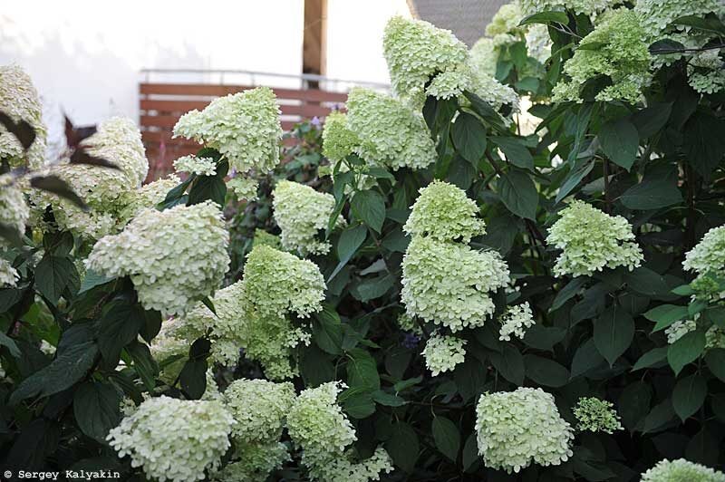 Гортензия метельчатая Limelight