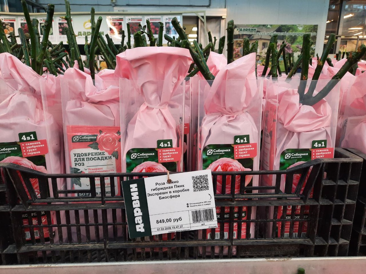 Розовые розы