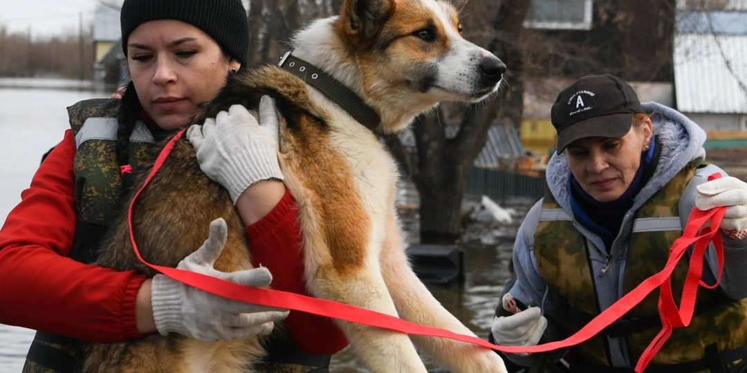 Российские зооволонтеры помогут большему числу животных обрести дом