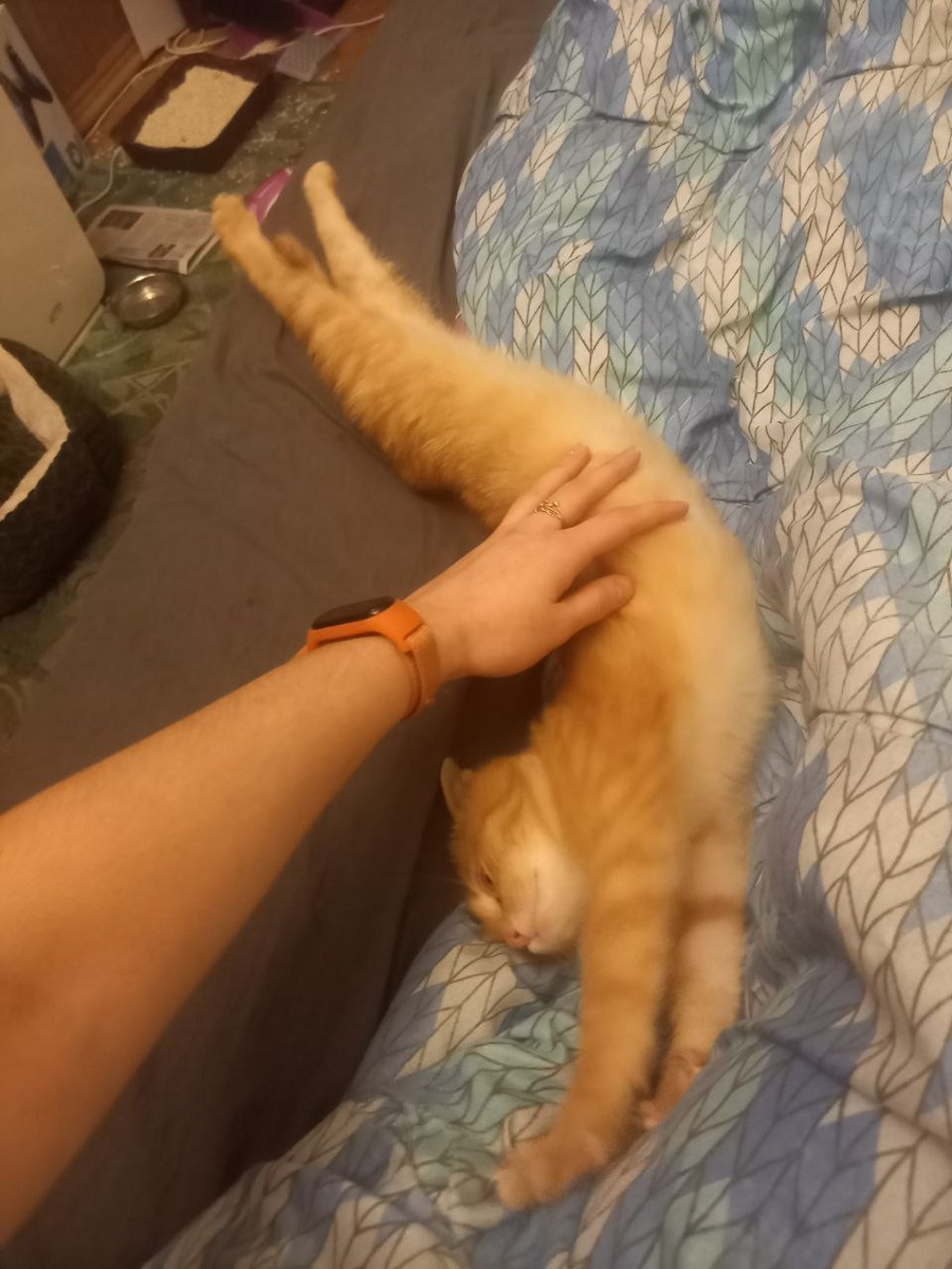 Фоксик-Гарфилд