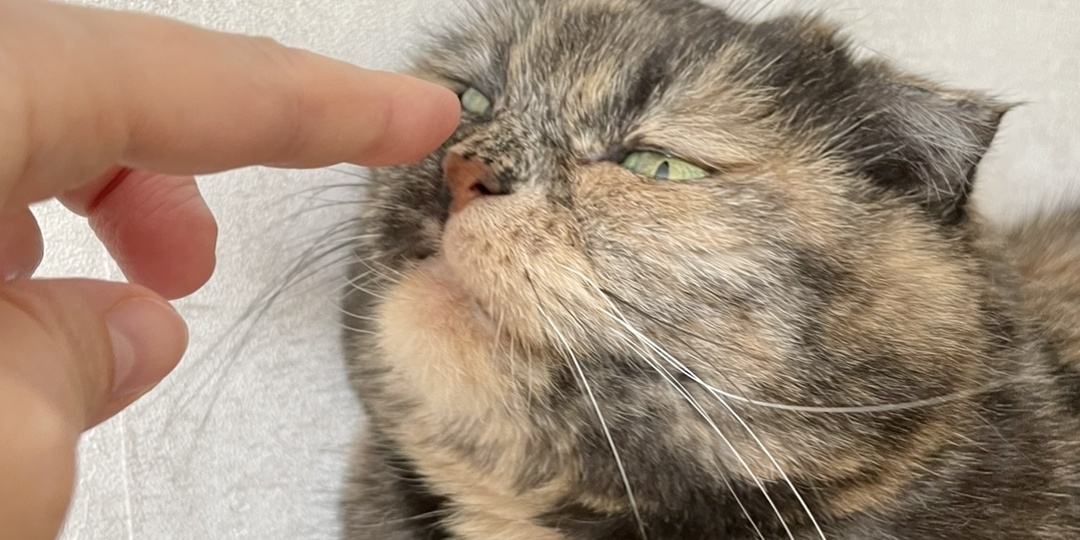 Как признаться кошке в любви, не говоря ни слова. 6 простых способов