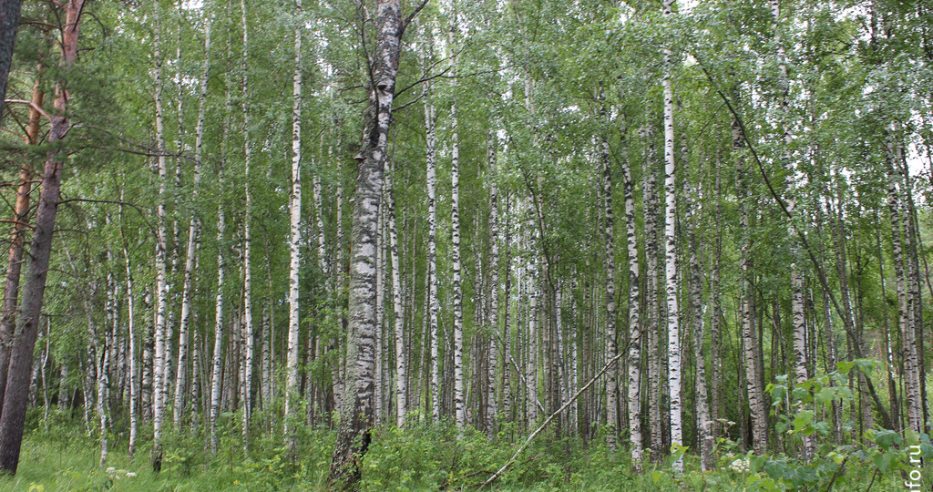 В лесах Вологодской области внедрили систему отслеживания пожаров с ИИ