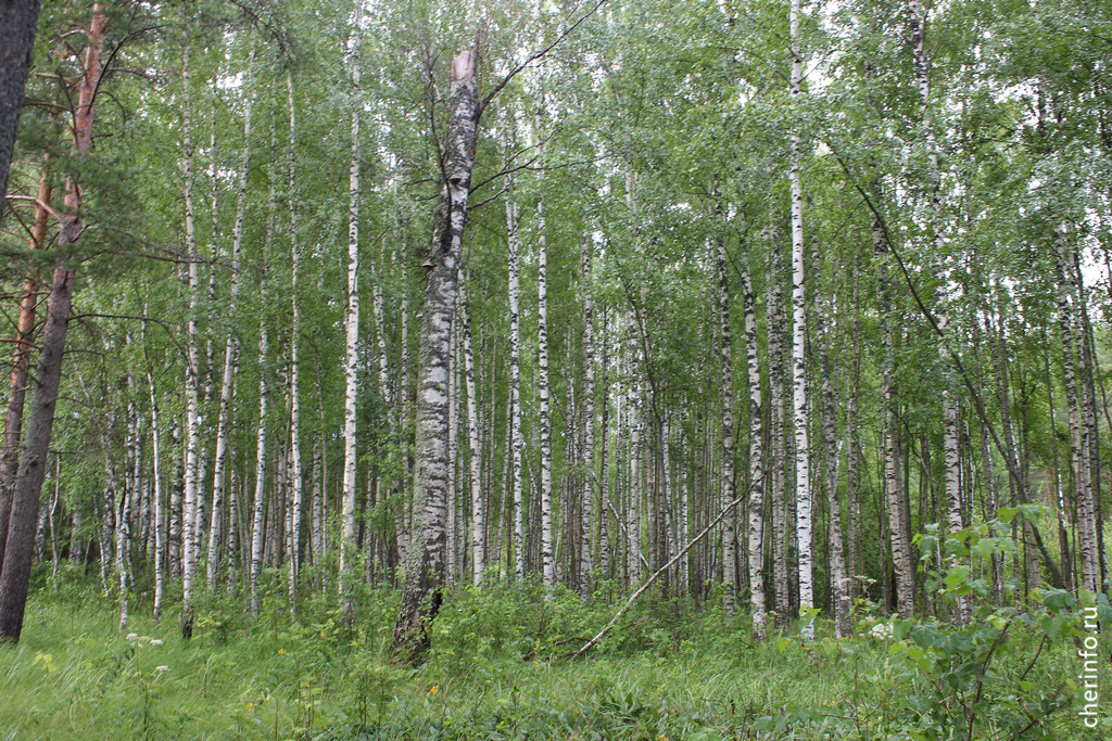    О результатах ее работы на оперативном совещании областного правительства при губернаторе доложил министр лесного комплекса региона Евгений Агулов.