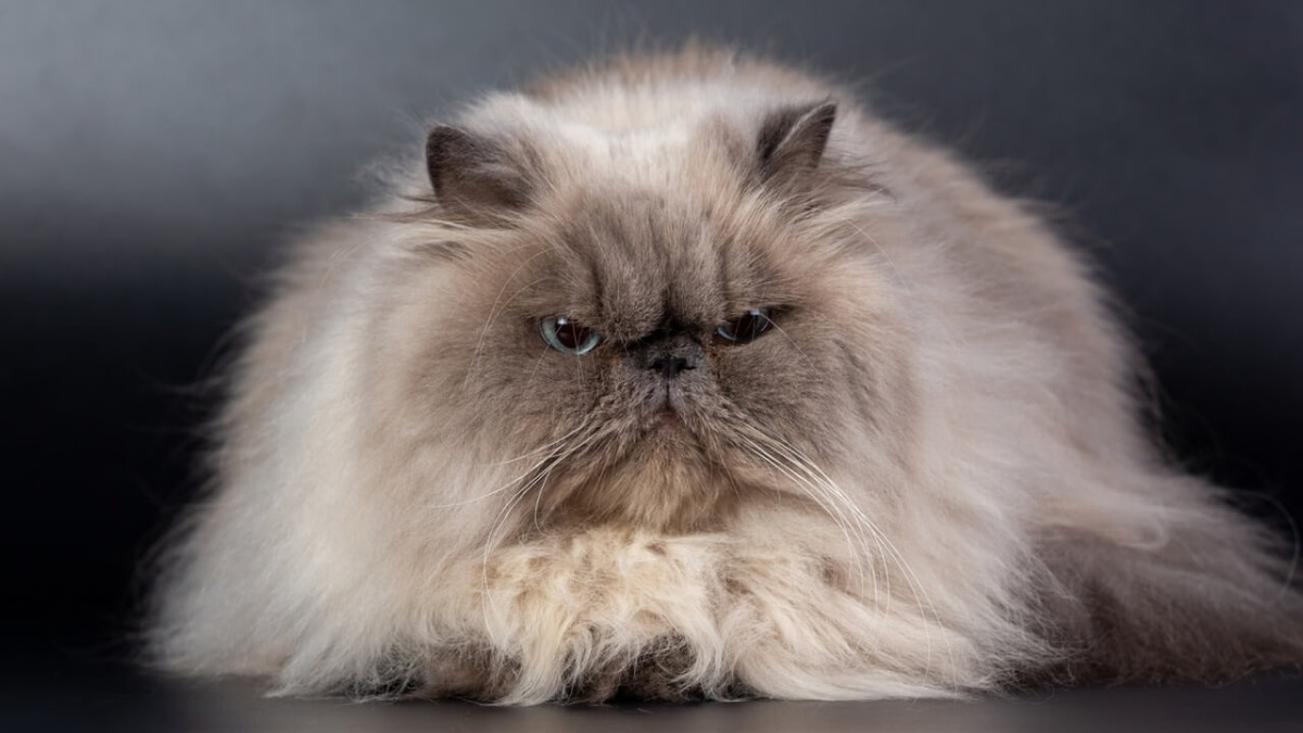 Персидская кошка