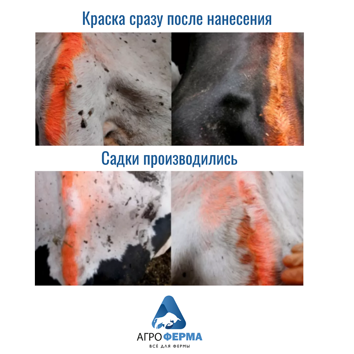 Краска в действии