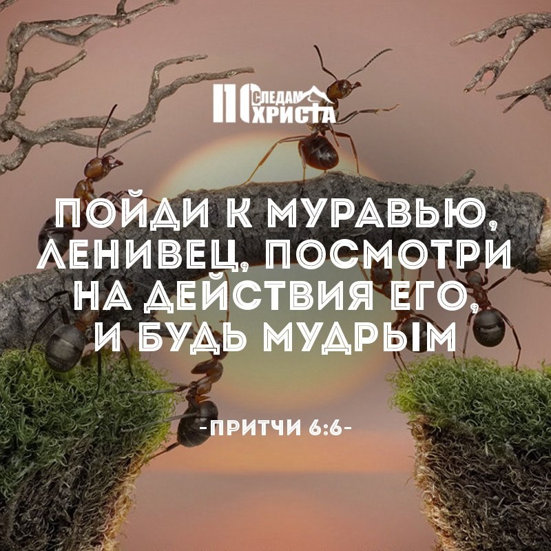 «Пойди к муравью, ленивец, посмотри на действия его, и будь мудрым. Нет у него ни начальника, ни приставника, ни повелителя; но он заготовляет летом хлеб свой, собирает во время жатвы пищу свою. Доколе ты, ленивец, будешь спать? Когда ты встанешь от сна твоего?»
