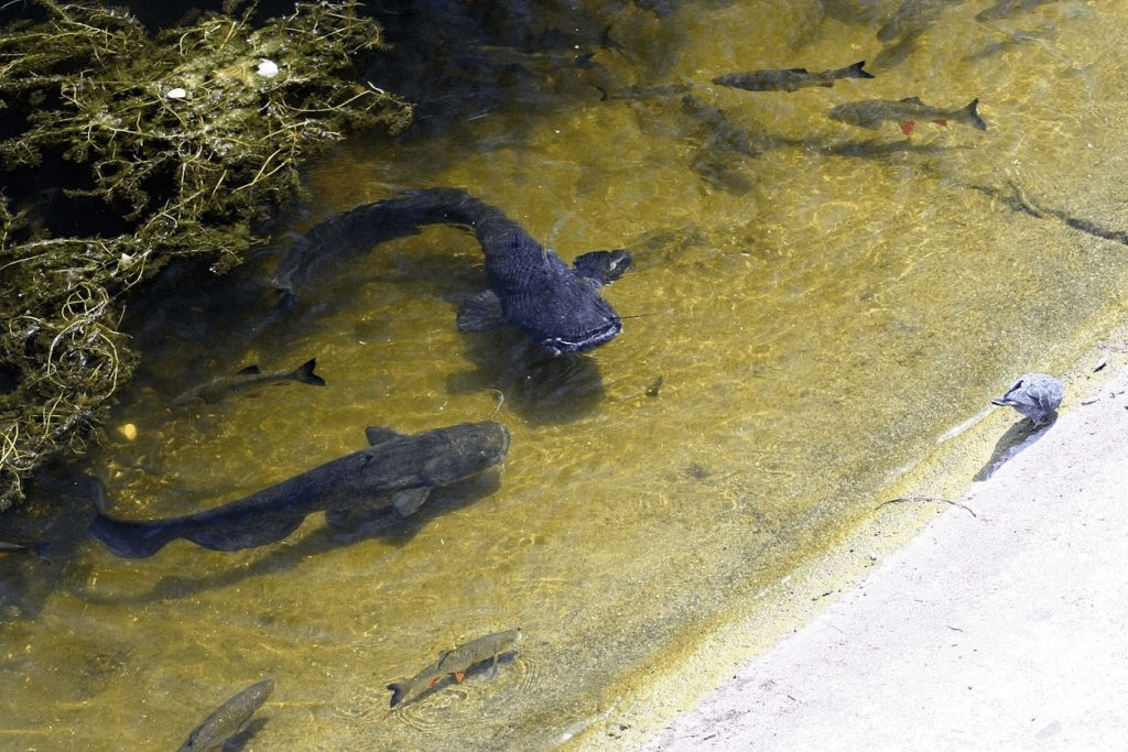 Сомы Припять Чернобыль