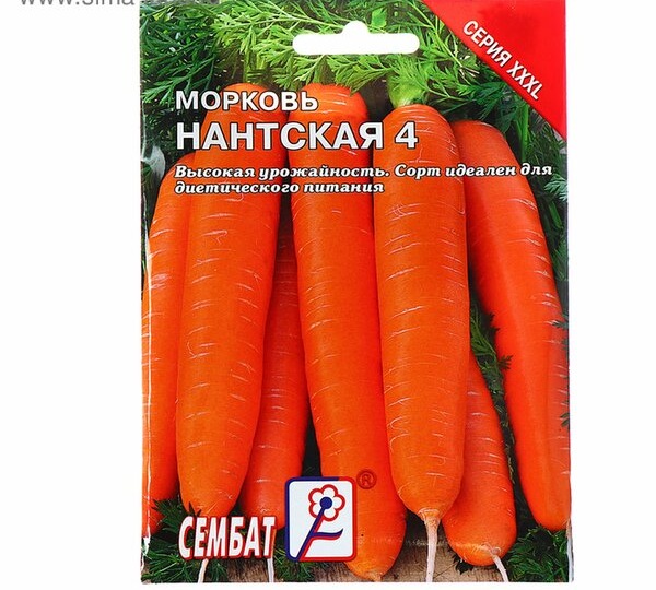 Морковь «Нантская 4»: Моя сладкая королева грядки, которая хранится всю зиму