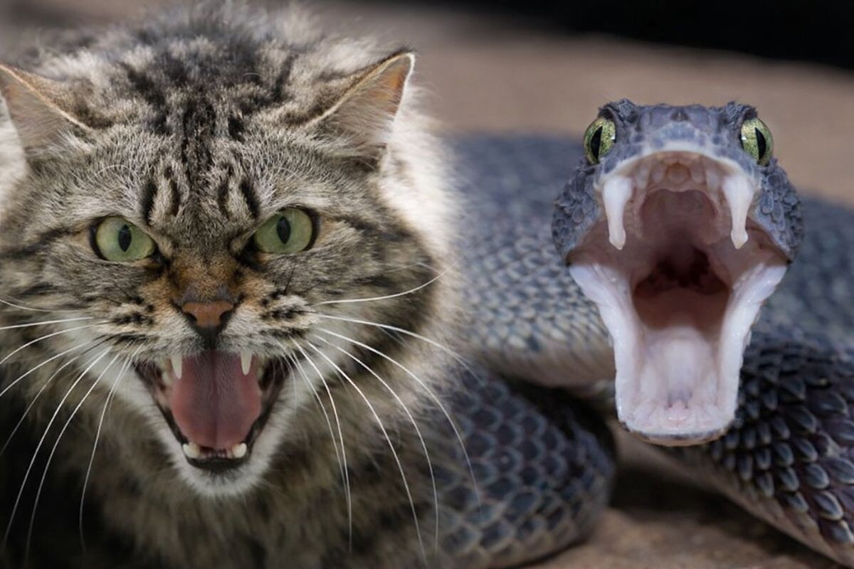 Кто быстрее — кошка или змея?