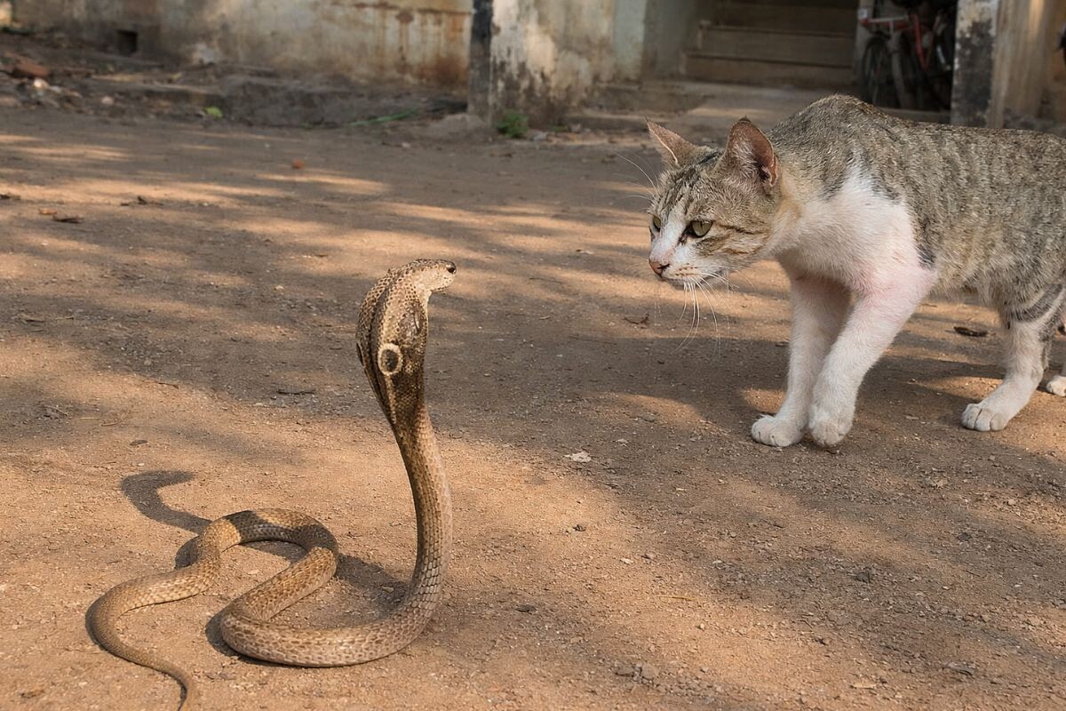 У кошек реакция быстрее чем у змеи