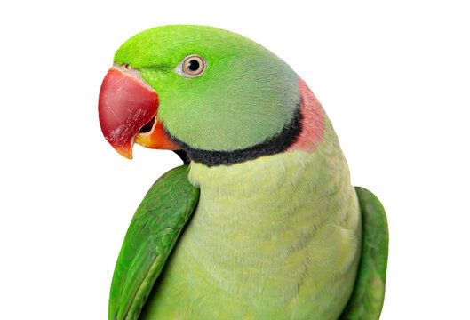 Ожереловый попугай (мальчик)