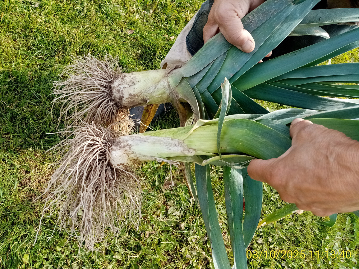 Лук-порей Бандит